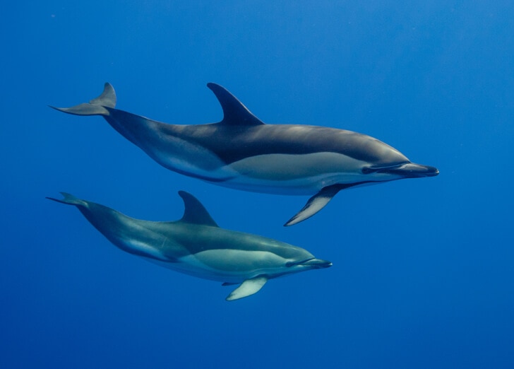 Two dolphins swimming in blue sea water