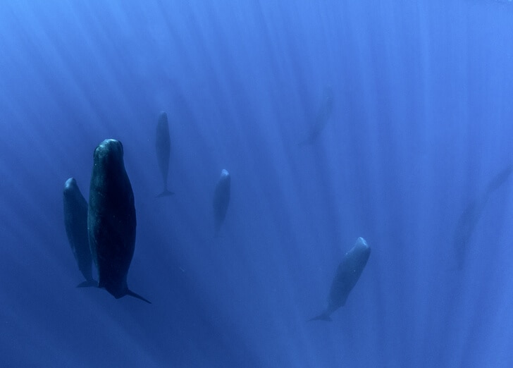 A group of sperm whales completely asleep and bobbing vertically in the water