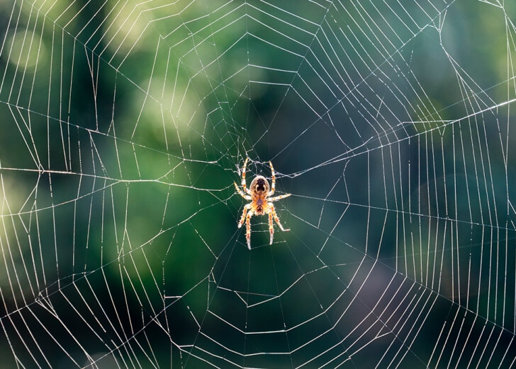 A spider in the middle of a web