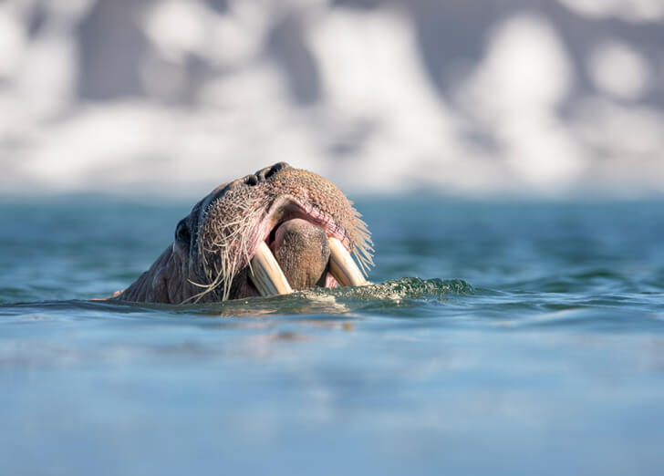 A walrus swimming in icy water