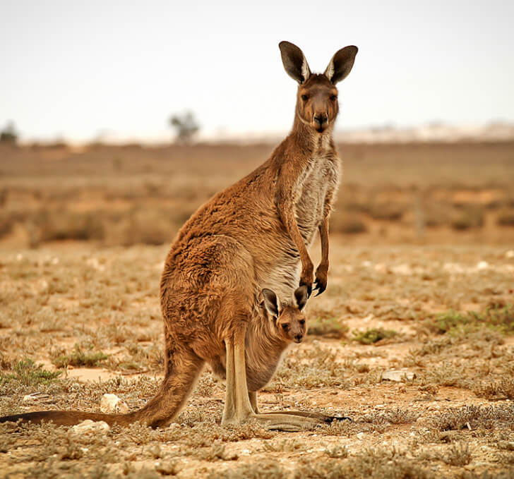 A kangaroo and a joey in the Australian outback