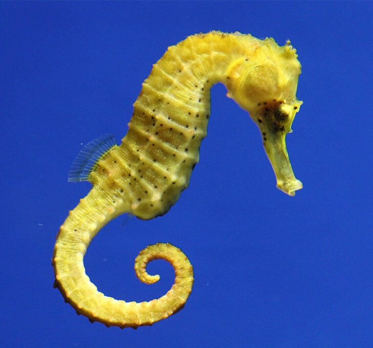 A yellow seahorse against a blue sea