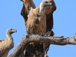 500 Vultures Killed in Botswana by Poachers' Poison, Government Says - The  New York Times