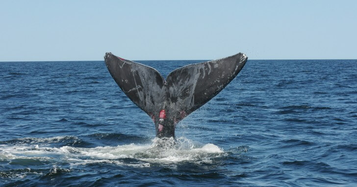 An entangled North Atlantic right whale in the Gulf of St Lawrence