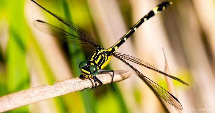 Yellow and black dragonfly