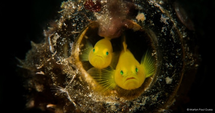 Yellow clown goby fish