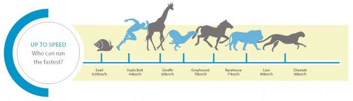 Chart of animal speeds