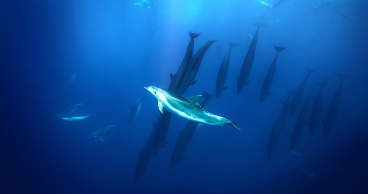  A bottlenosed dolphin surrounded by false killer whales