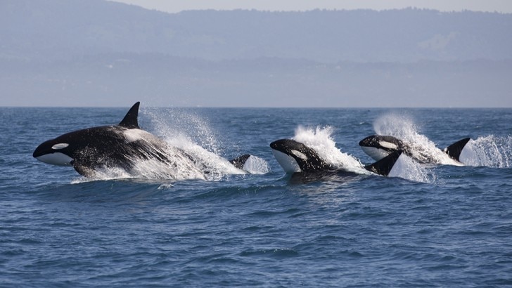 Orcas swimming