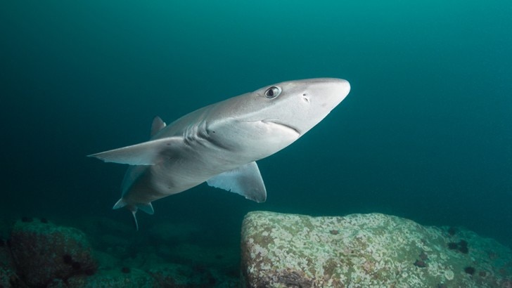 Spiny dogfish