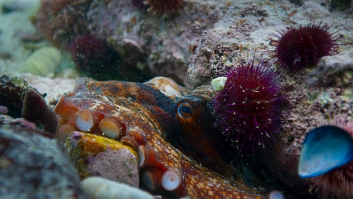 A common octopus