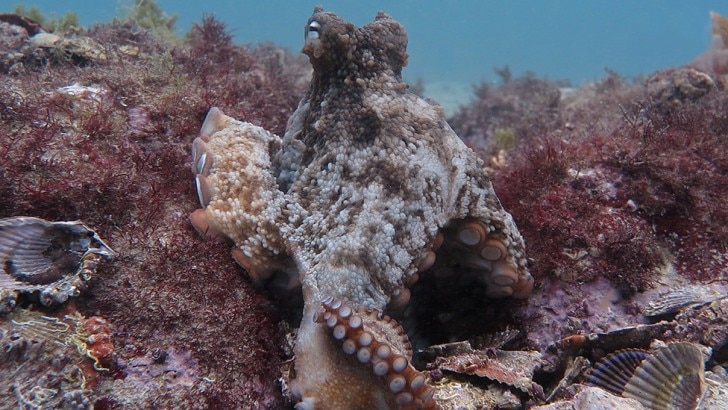 Octopus in the reefs