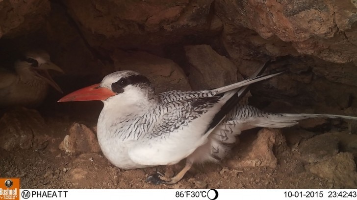 Adult red billed tropicbird
