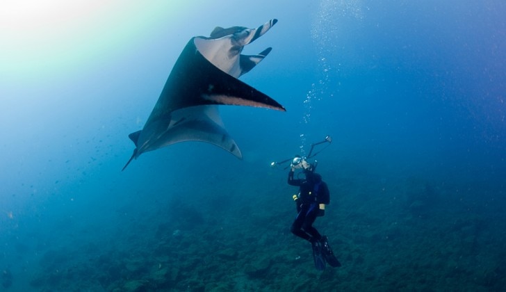 Manta ray and scuba diver