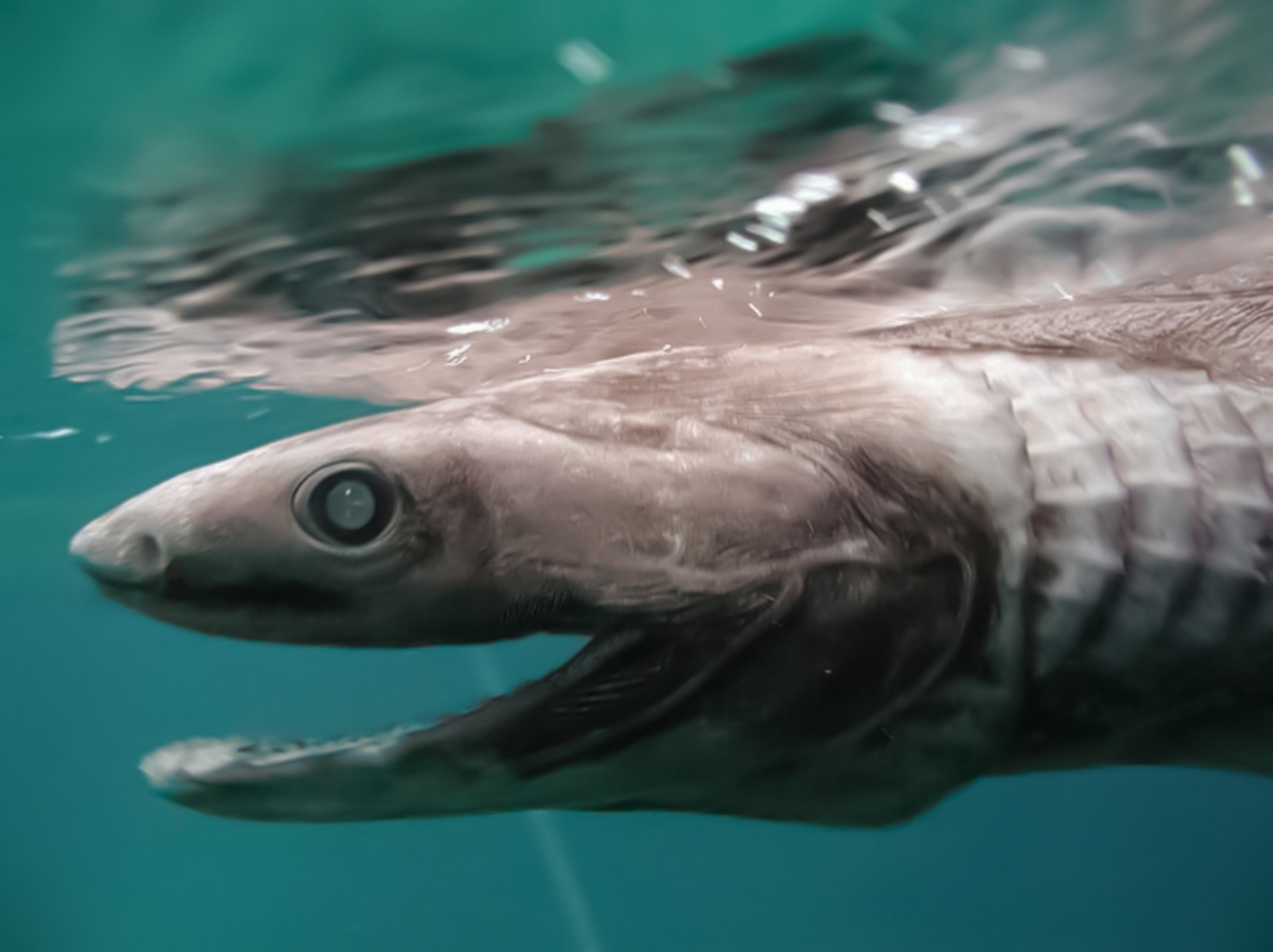 Frilled shark