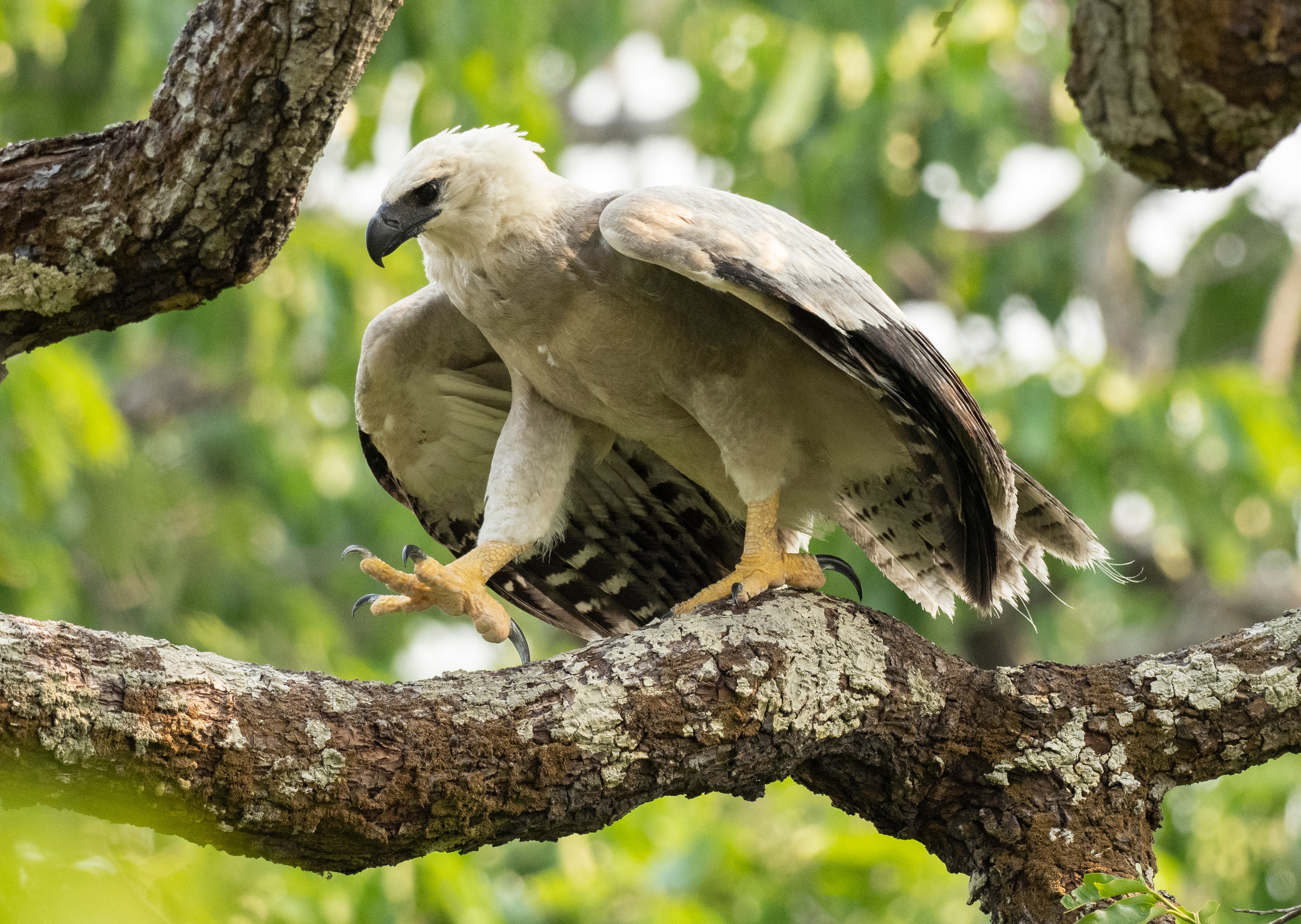 Harpy eagle in a tree