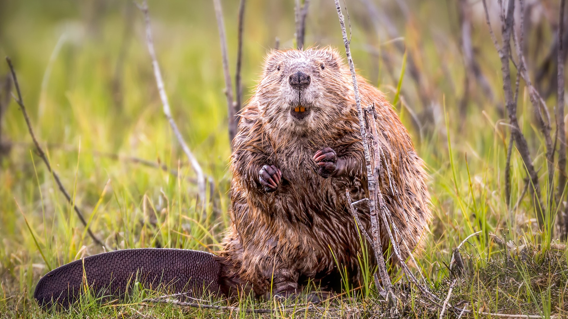 The European Beaver (Castor fiber): A Fascinating Species of Europe