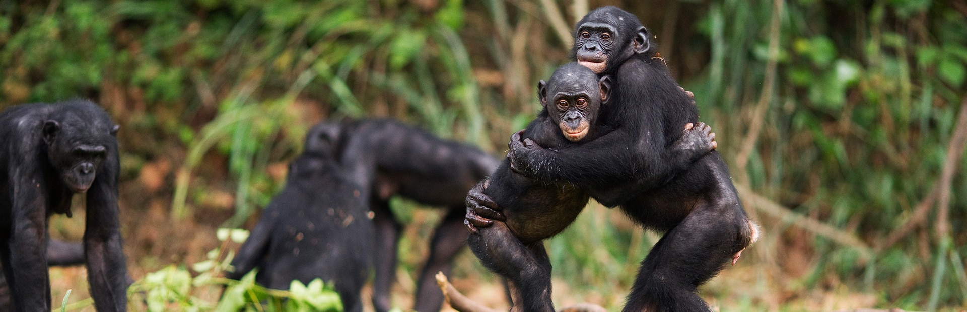 Animal Mate Human Being Seven animals who mate for life | BBC Earth