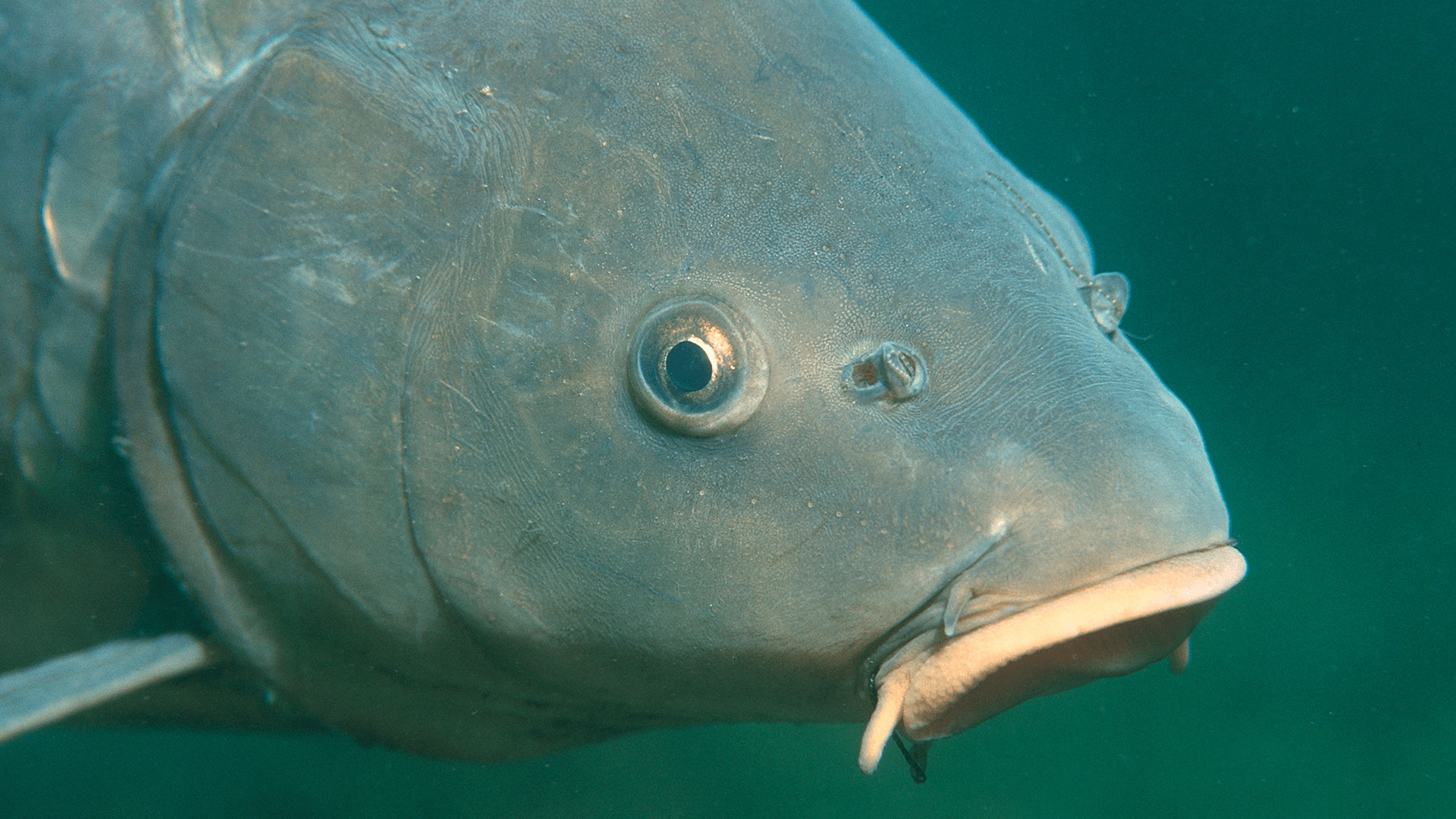 Seven animals who mate for life | BBC Earth