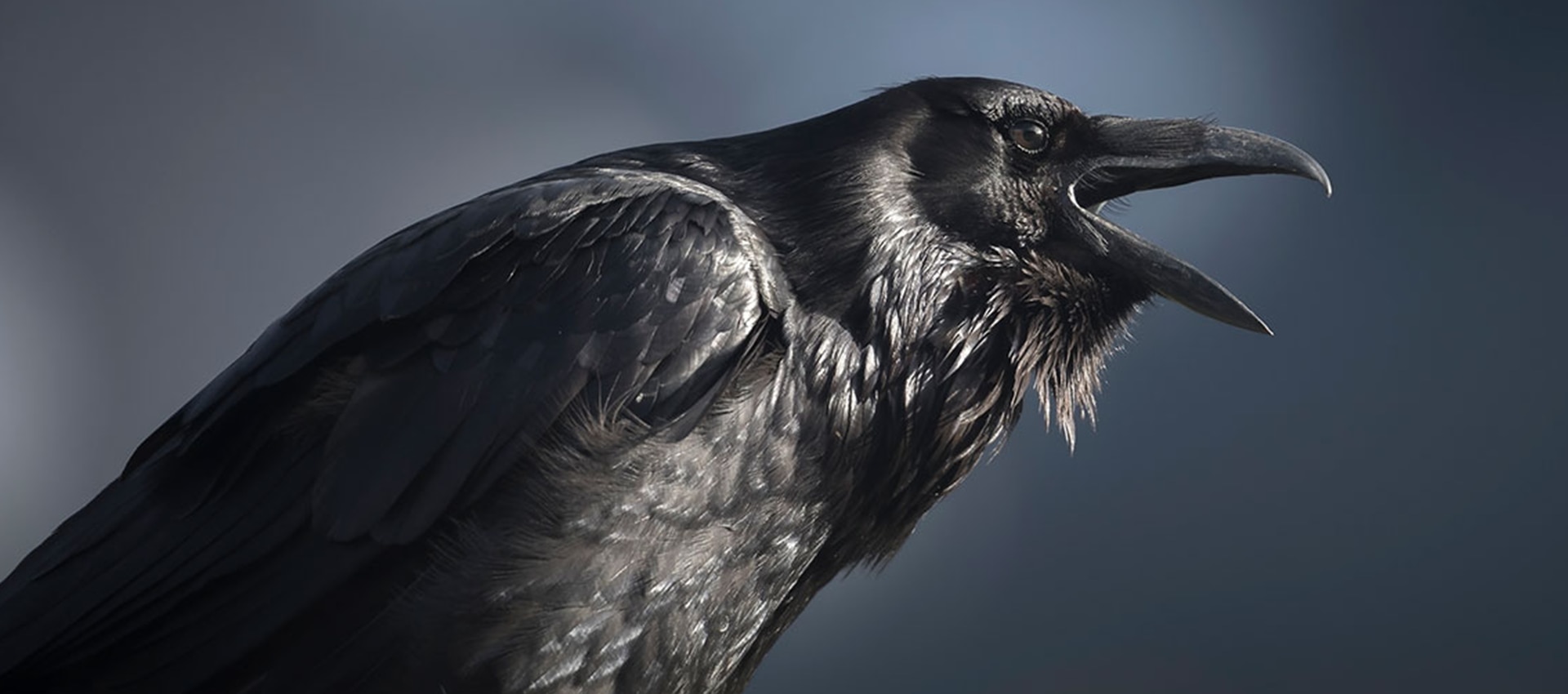 Are ravens as smart as us? | BBC Earth