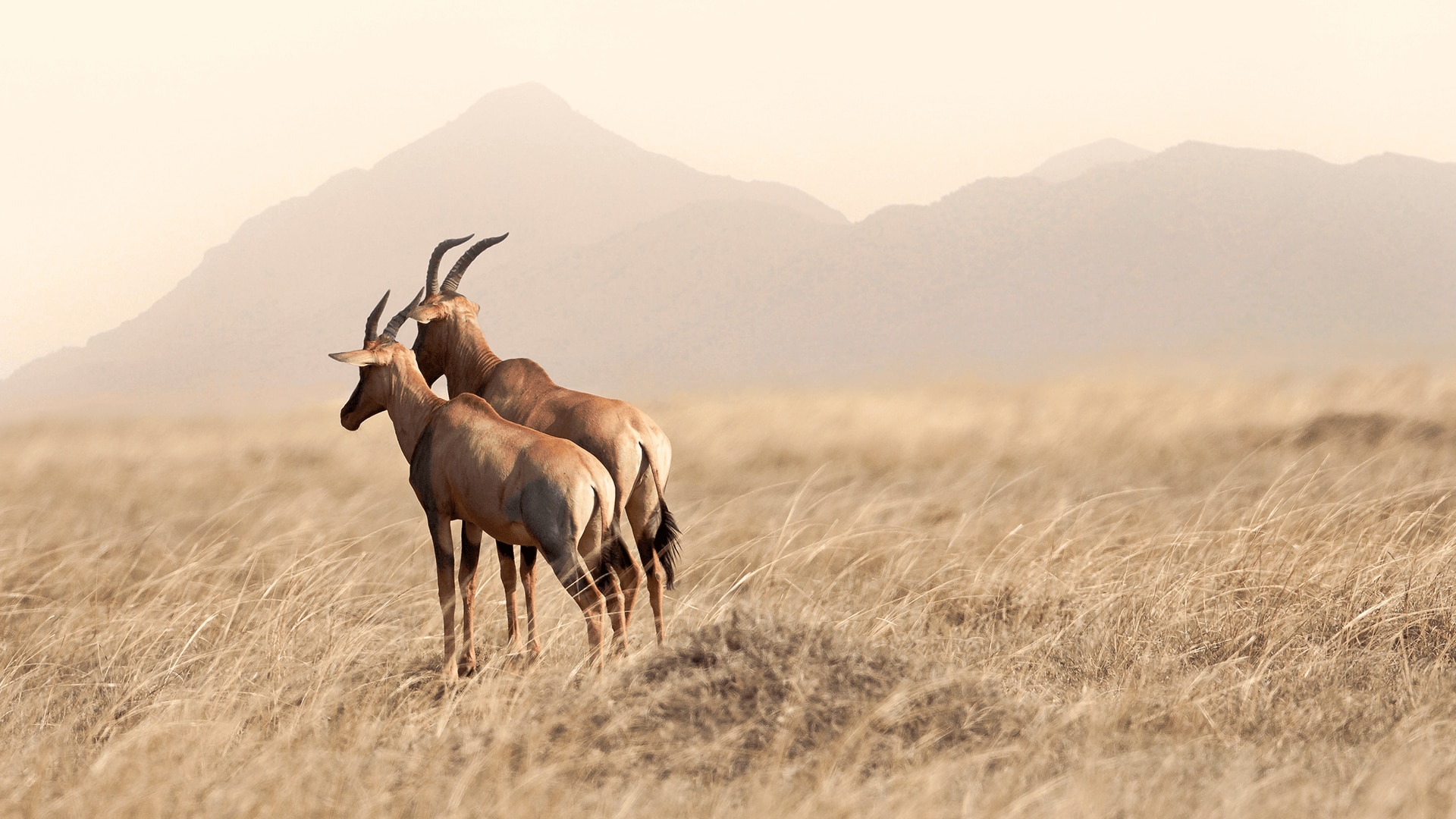 Two topi antelope