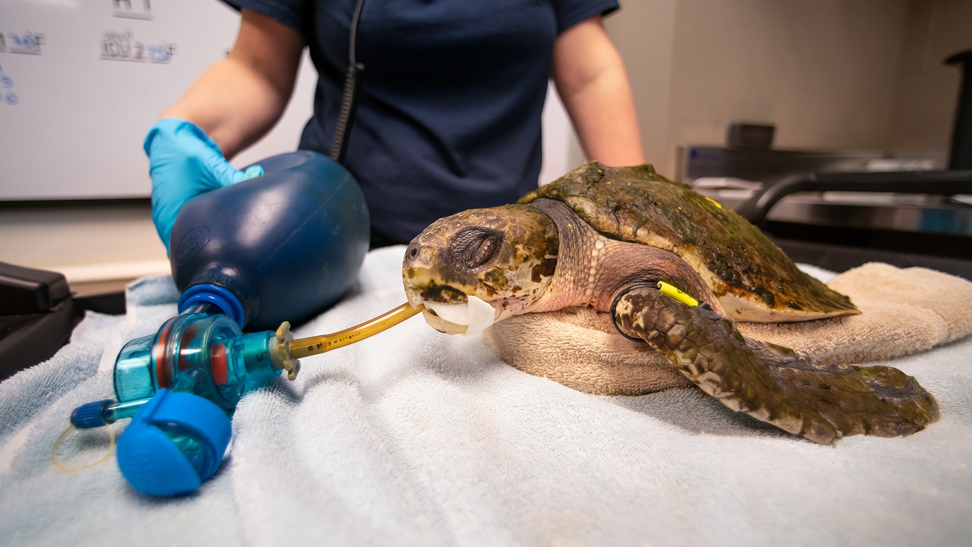 Turtle in the hospital