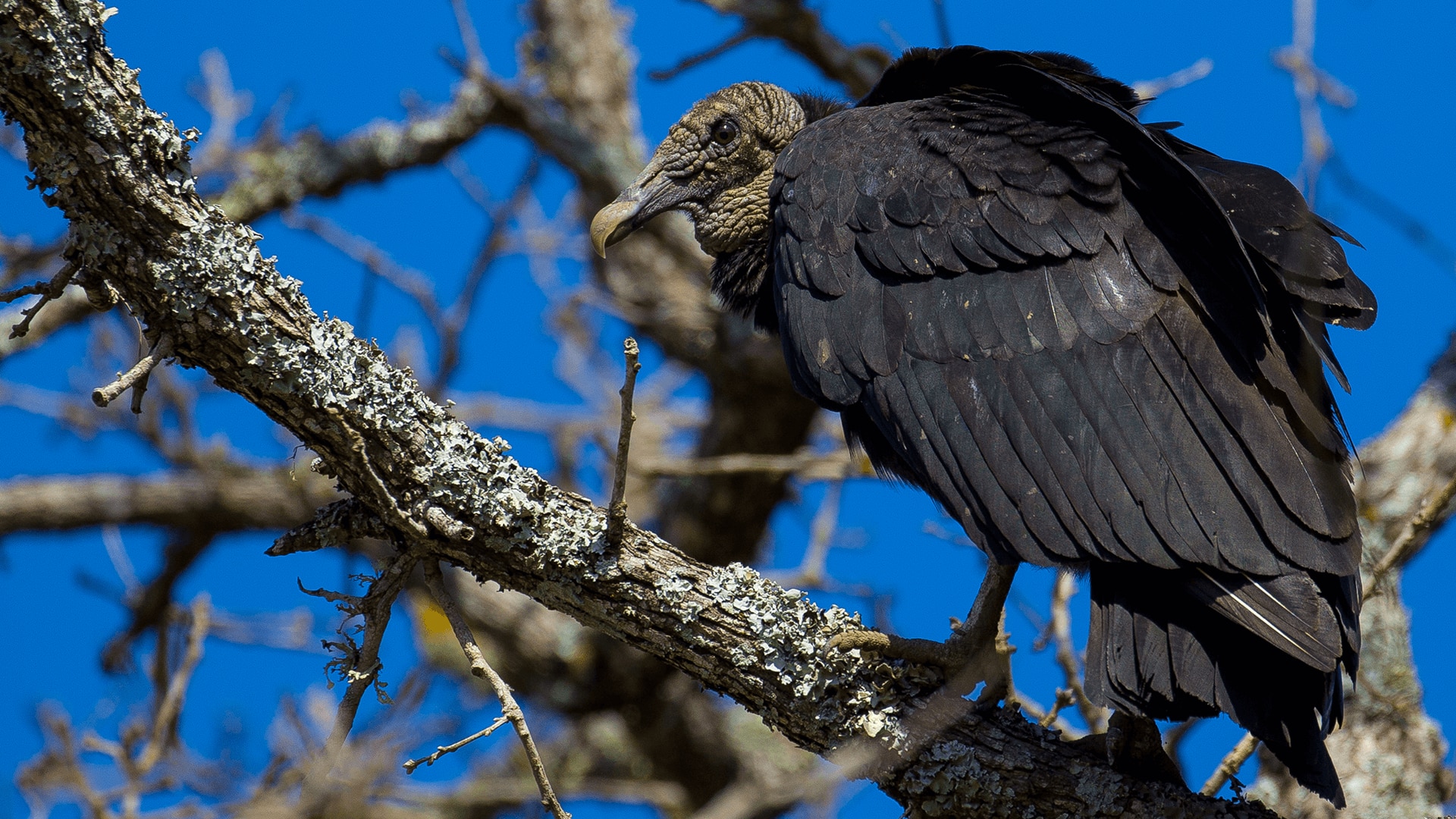 Black vulture standing in a tree