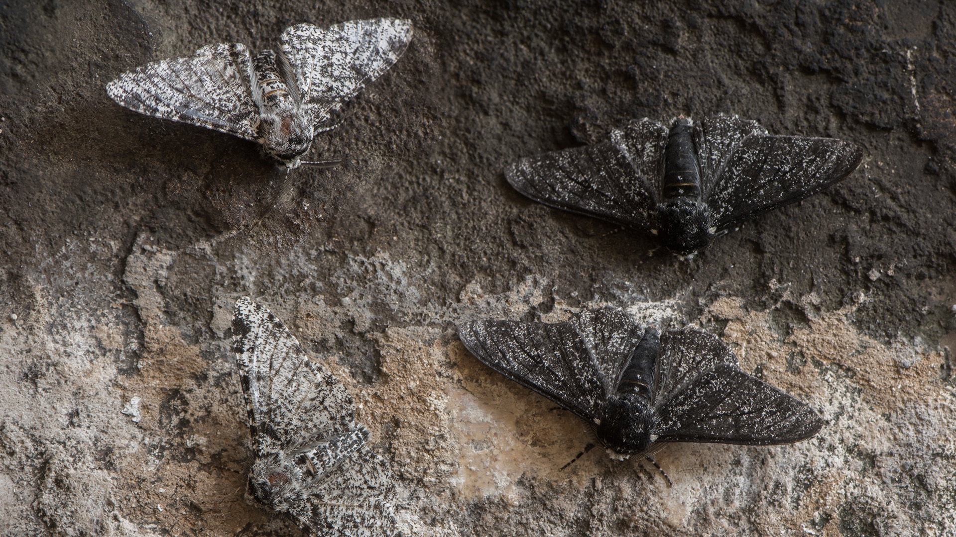 Peppered moths on a tree