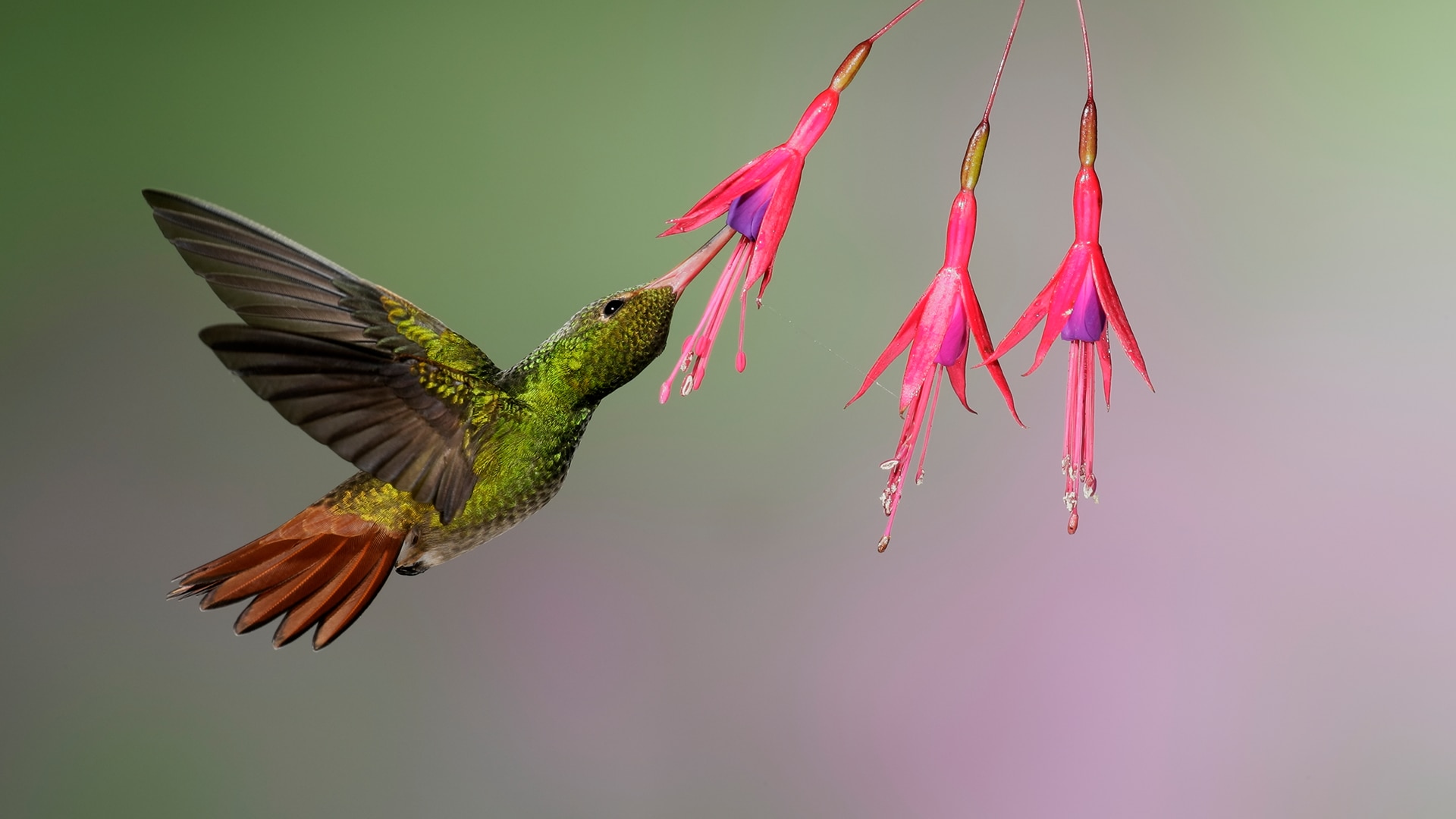 Rufous-tailed hummingbird feeding on nectar