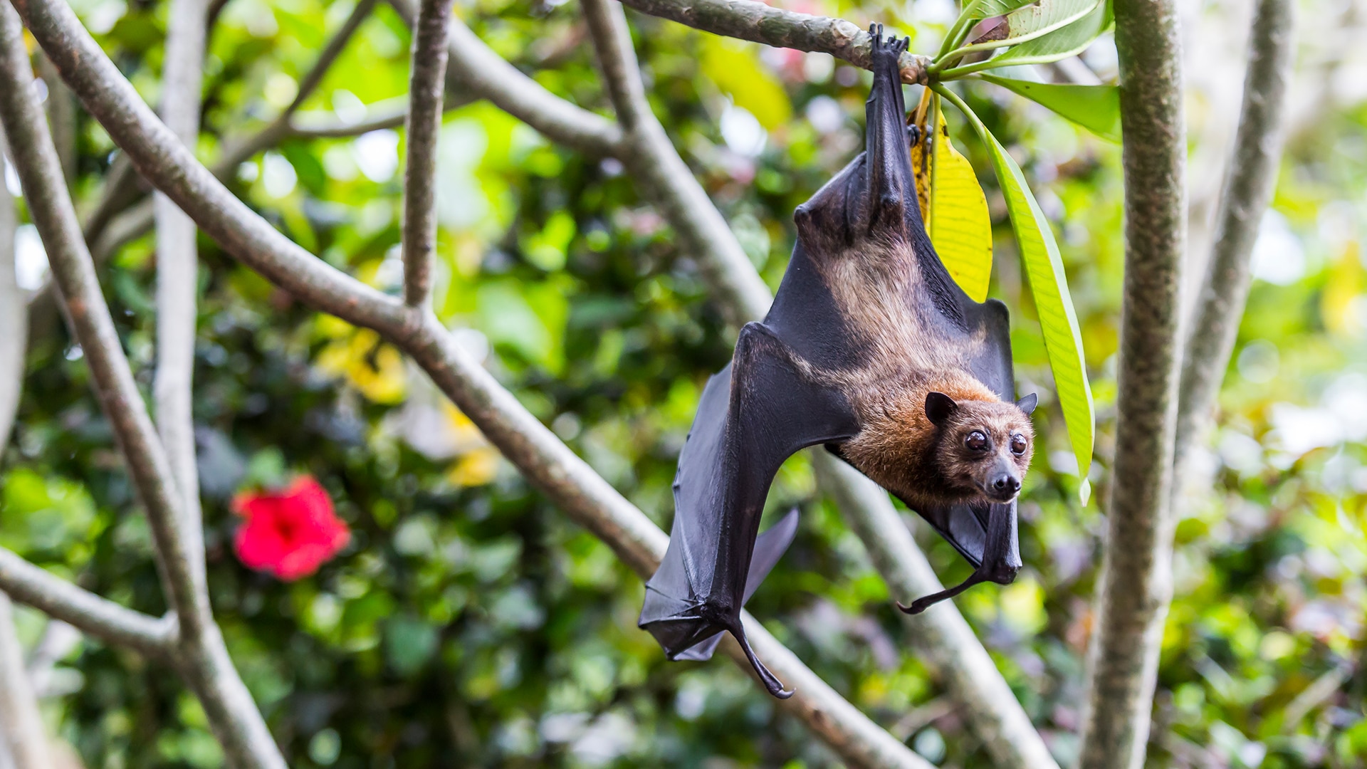 Fruit bat hanging from tree