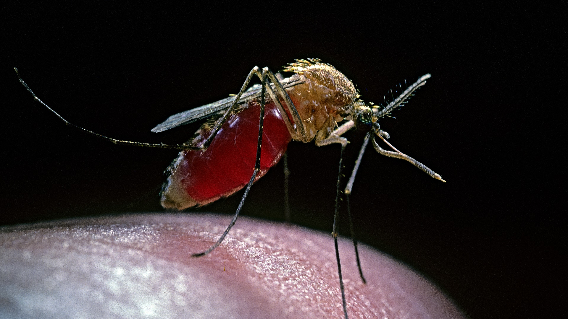 Common house mosquito