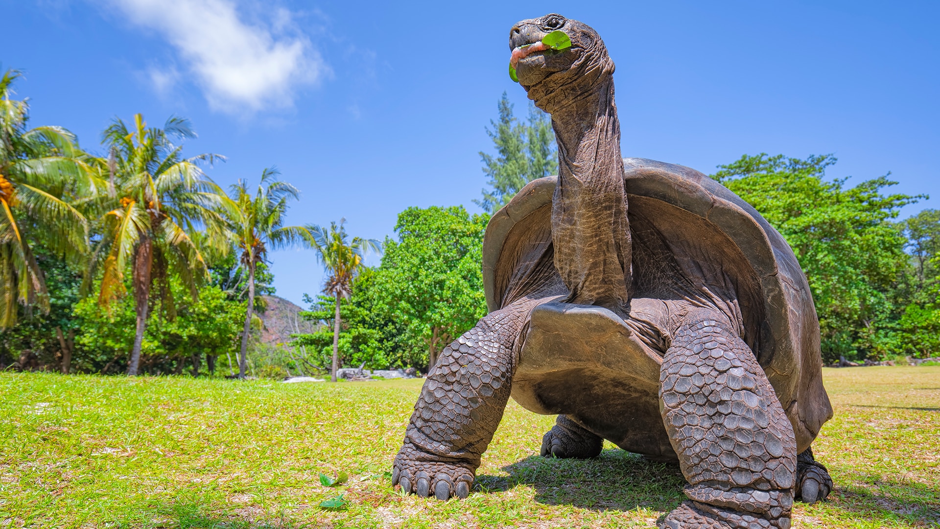 Giant tortoise in Seychelles