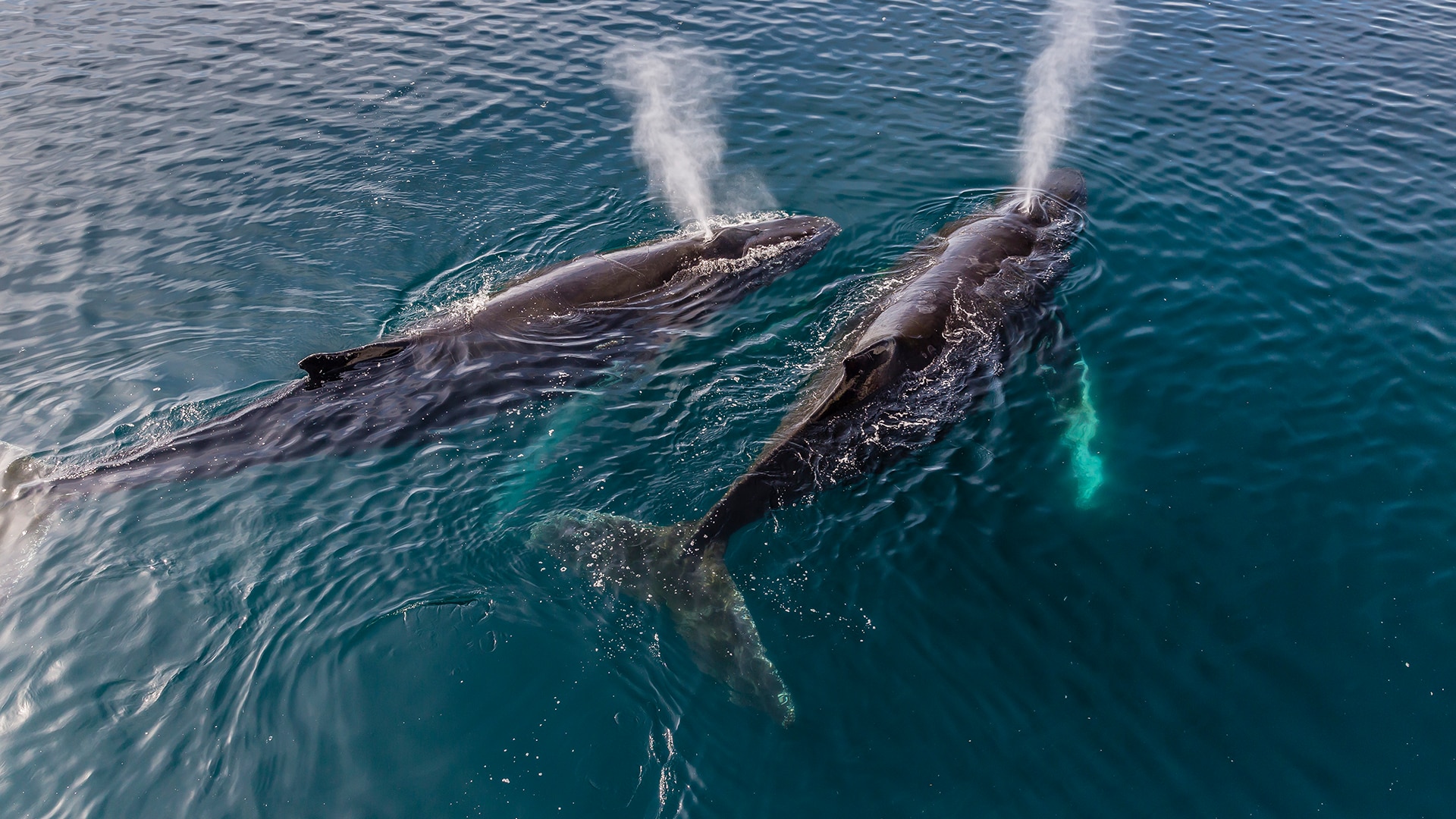 A pair of adult humpback whales surfacing in the Gerlache Strait, Antarctica.