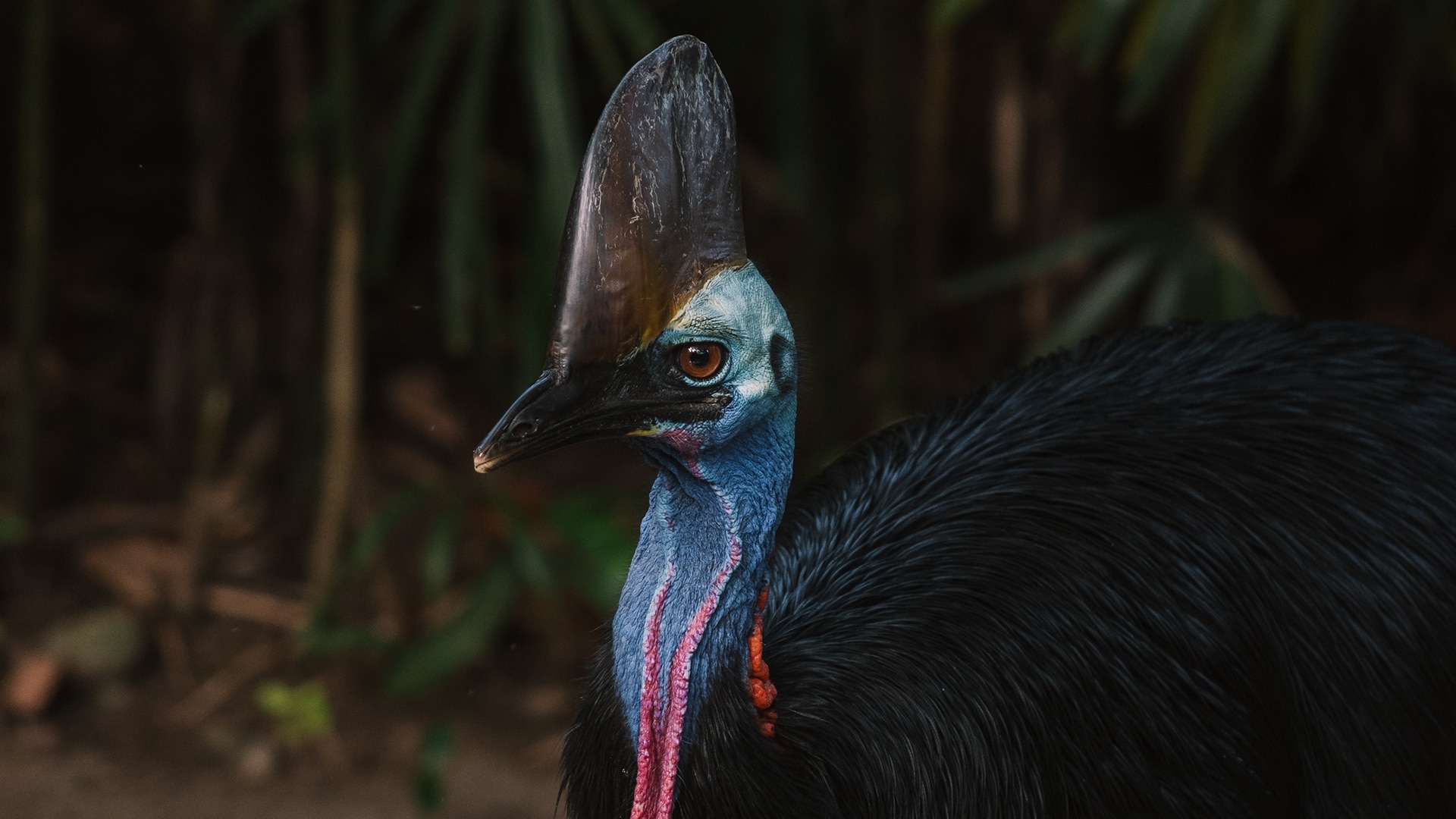 Cassowary bird 