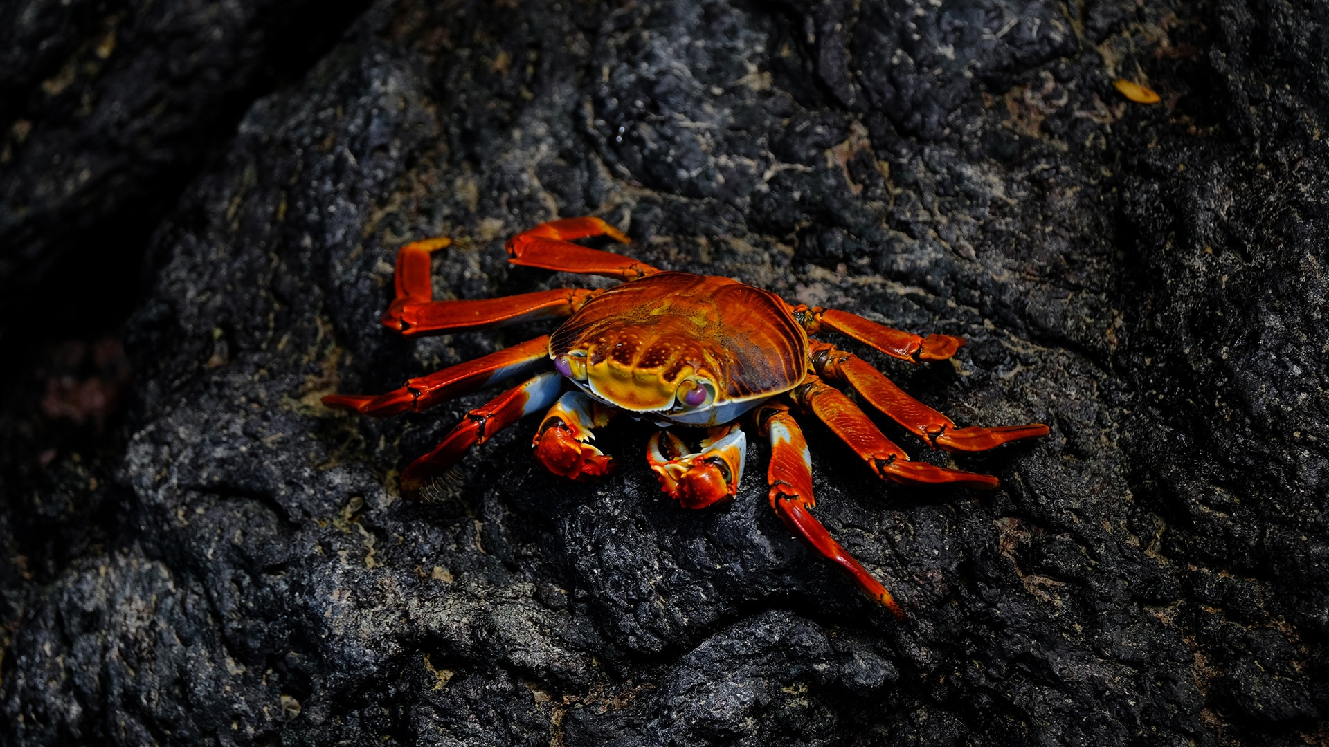Crab scuttles along a rock 