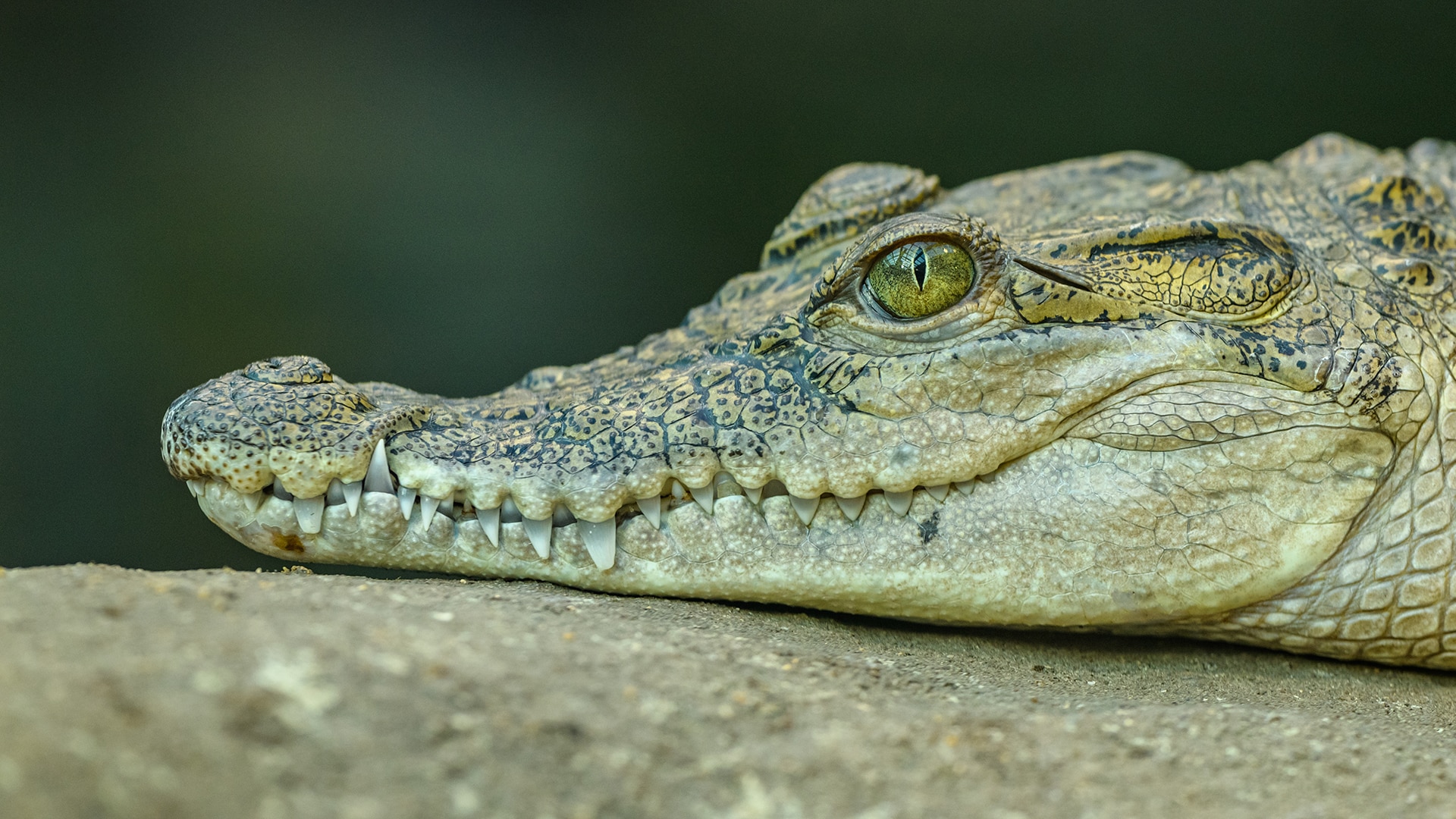 Crocodile head 