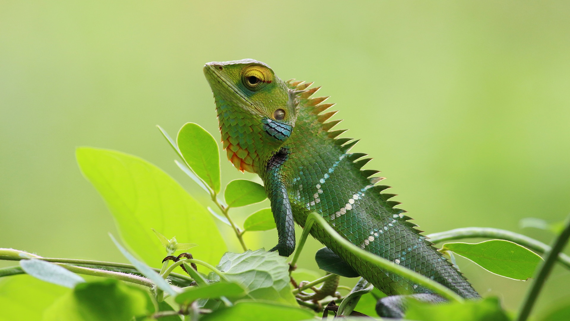 Lizard perches on greenery