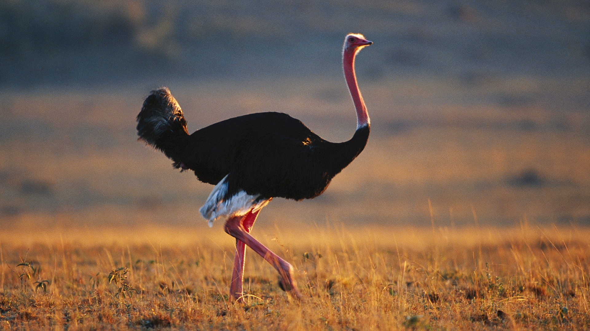 Ostrich walks on dry land