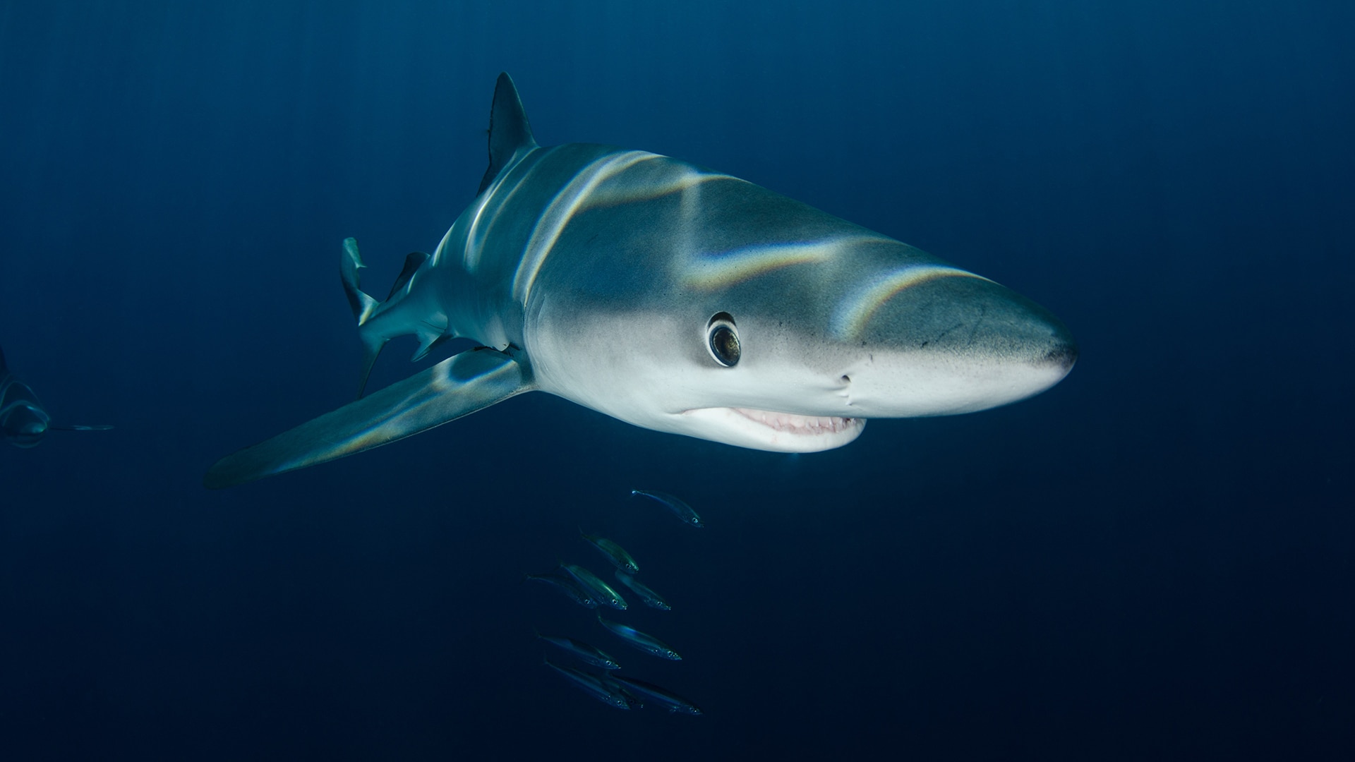 Shark underwater