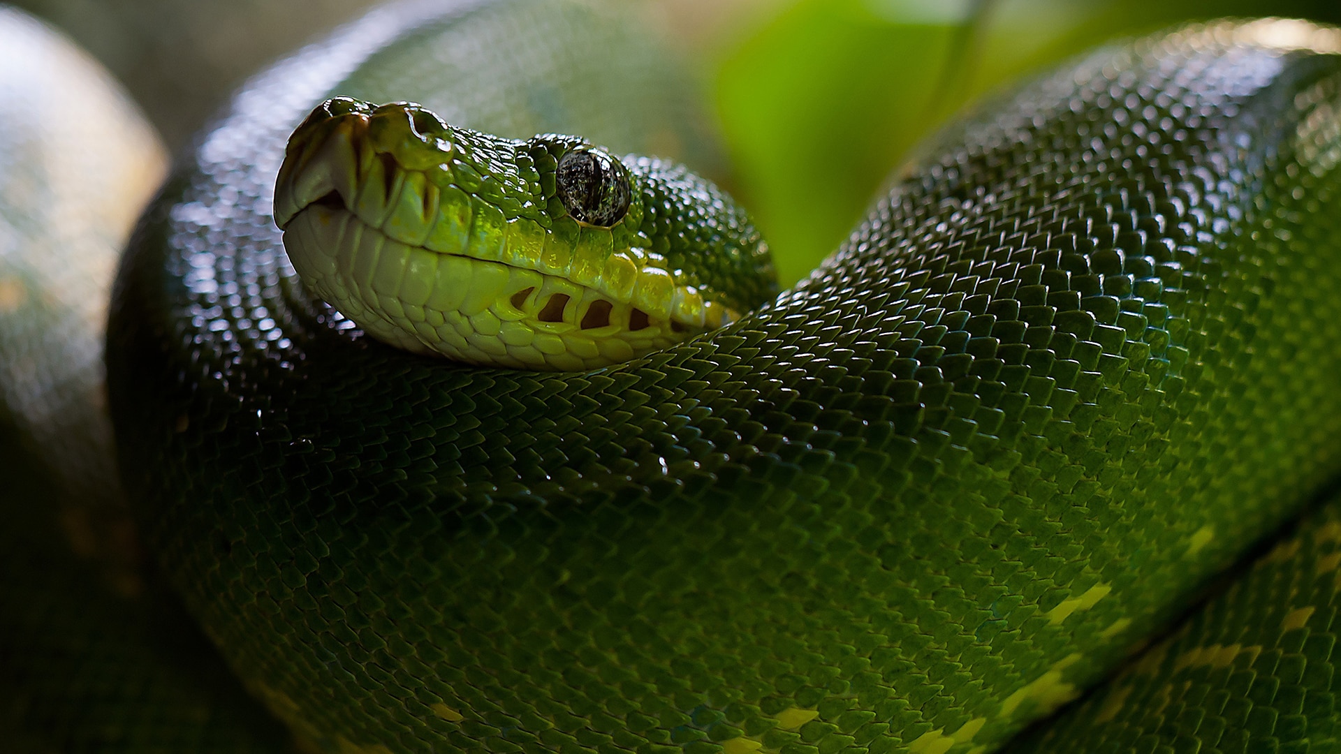 Green snake 