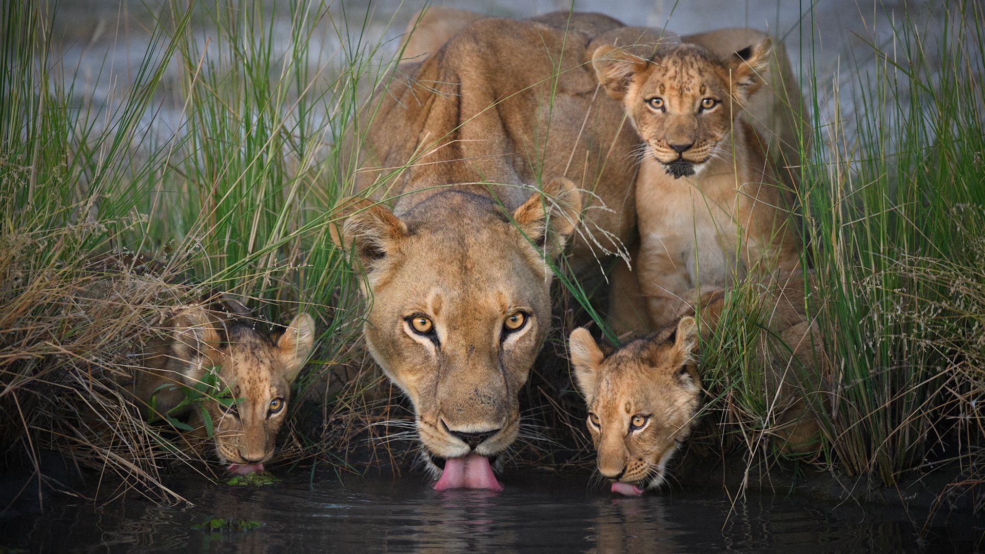 Lion cubs and mother drink water 
