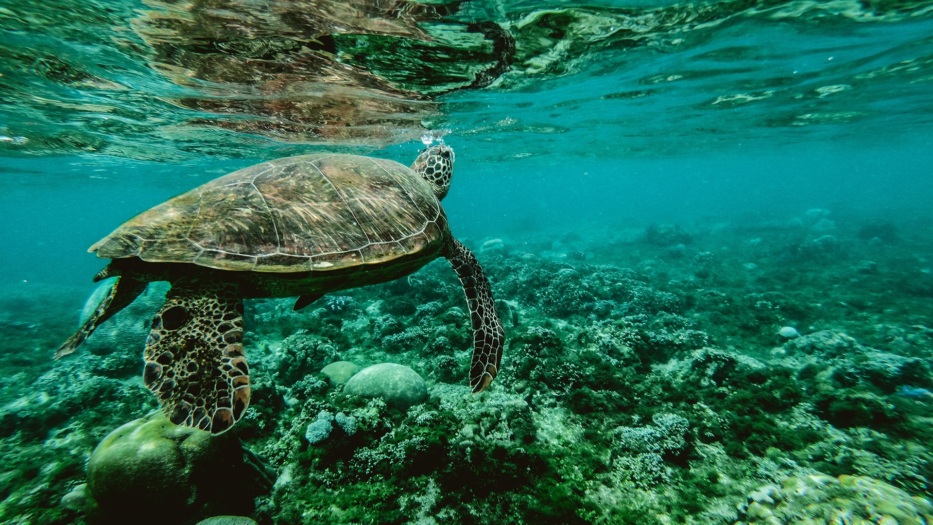 Sea turtle swims in the ocean 