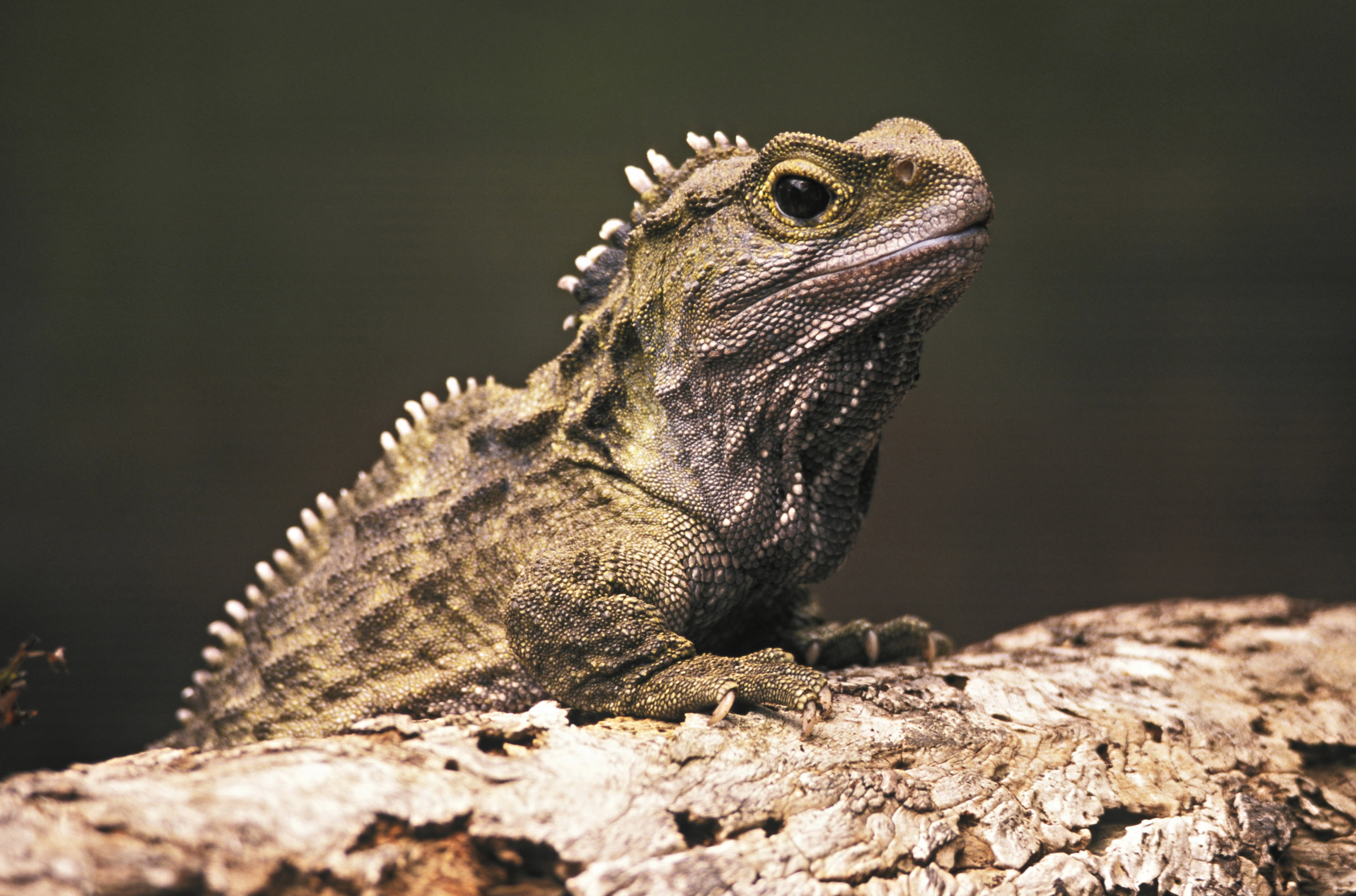 Tuatara perches on bark  