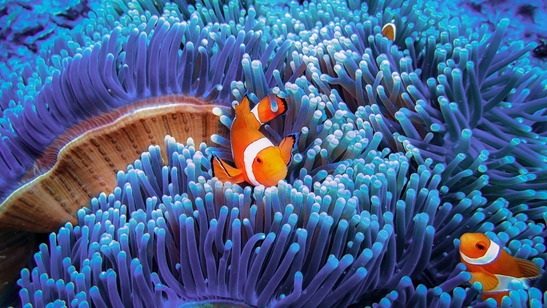 The wondrous worlds of coral reefs and why we need to protect them BBC  Earth
