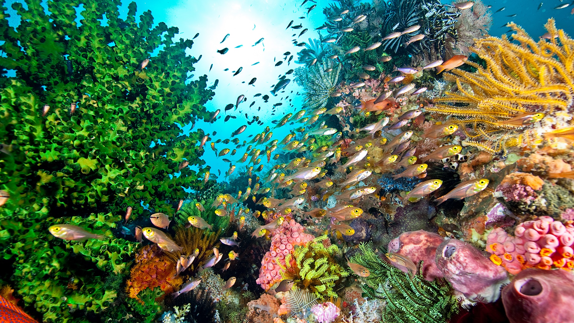Coral reef and fish 