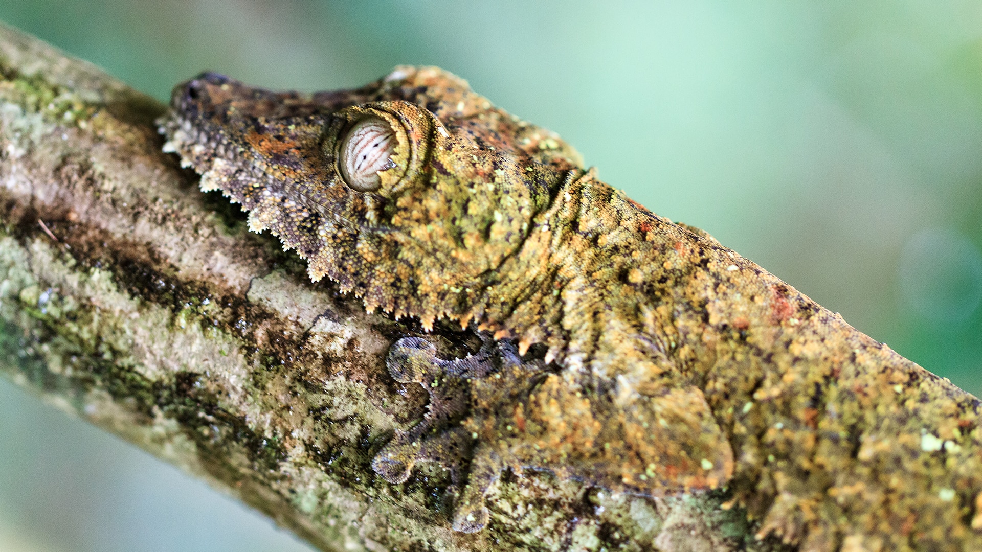 9 creatures that are masters of disguise | BBC Earth