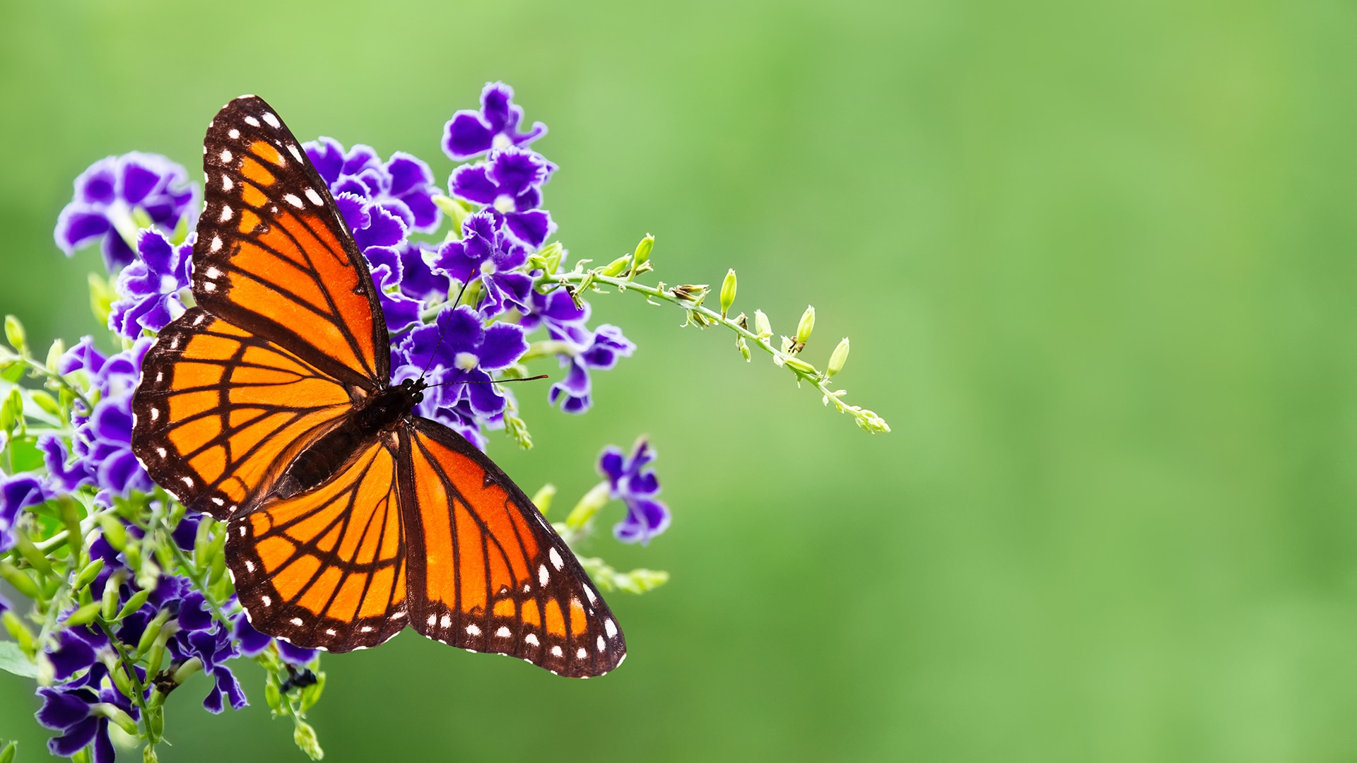 Viceroy butterfly perches on a flower 