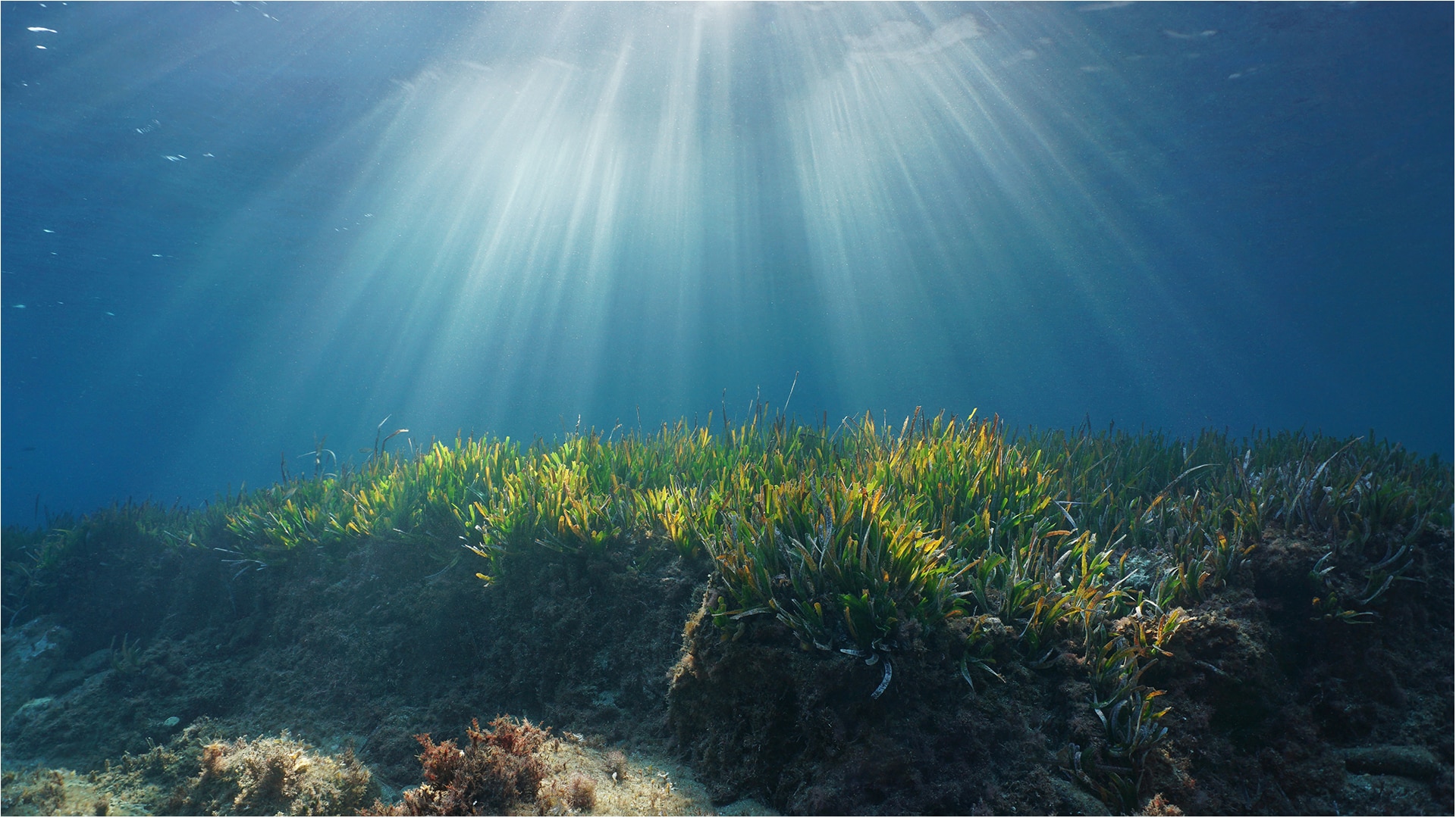 Seagrass and sun beams