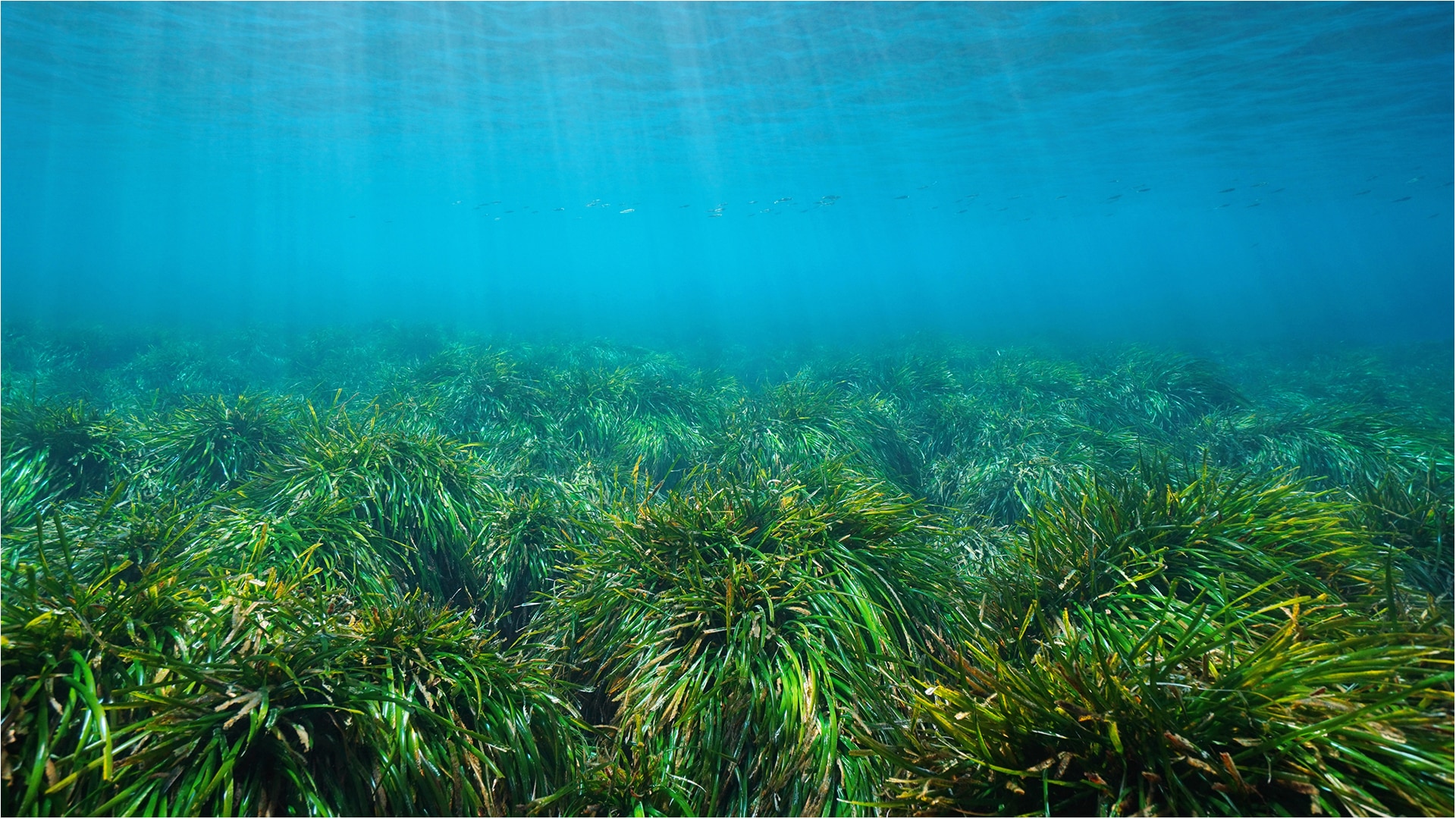 Seagrass meadow 