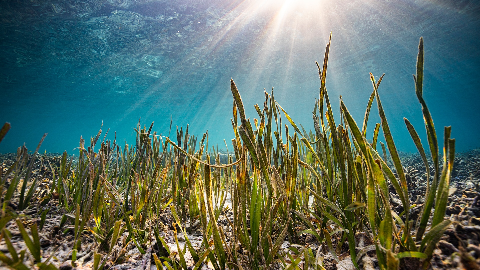 Seagrass meadow with sun shining through the sea 